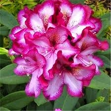 Rhododendron Rhododendron Two -Colored 875