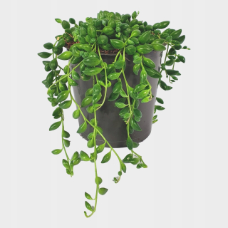 Senecio Herreianus starý muž d. 11 cm