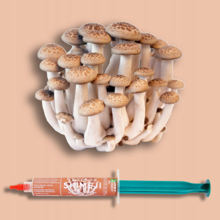 Huby na pestovanie - Hnedé shimeji - 10 ml tekuté mycelium
