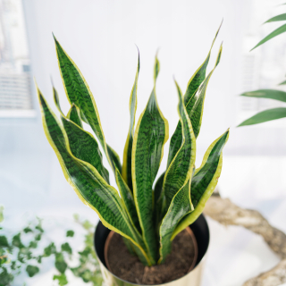 RASTLINA HADOVÁ Sansevieria laurentii XL