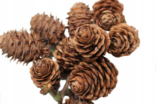 Larch CONES Pine Baubles vianočný stromček smrek