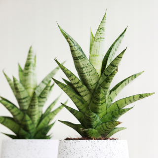 Sansevieria „Tvrdá dáma“ -reustné listy s