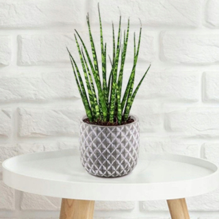 Sansewieria Fernwood Sansevieria