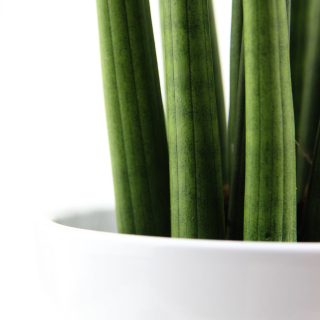 Sansewieria rovný węęowica sansevieria Xl
