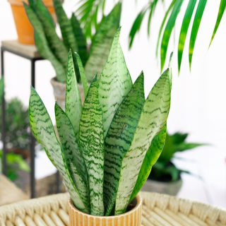 Sansewieria Sansevieria Snake Zeylanica Snake S