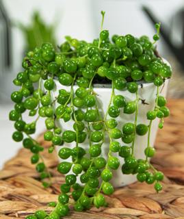 Senecio Rowleyanus Cord of Pearls Hanging