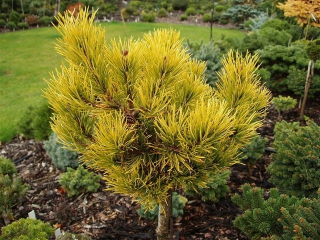 Kosodrzewina Pine Winter Gold 20-30 cm C2