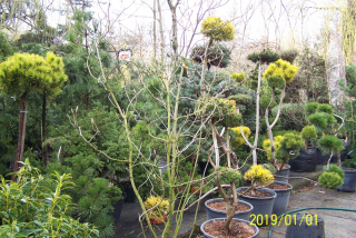 Borovica bonsai smrek cis juniper cypress fir