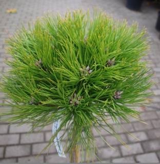 Čierna borovica Marie Breege Miniature na nohe
