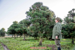 Black Pine Bonsai Niwaki záručná preprava.