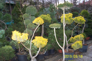 Čierna borovica Ostatné bonsai štepené žlté niwaki