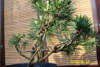 Čierna borovica, ďalšia rocková borovica