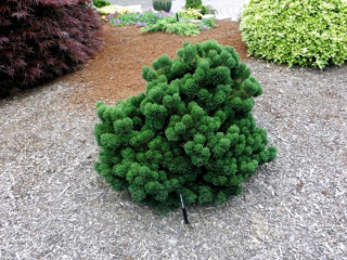 Borovicová borovica jakobsen prírodný bonsai