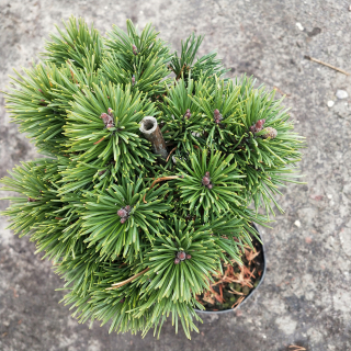 Kosodrzewina Pine Lytomyścijed 50 cm