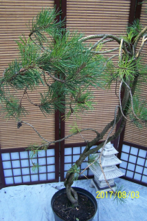 Borovica bonsai dune terasa iná