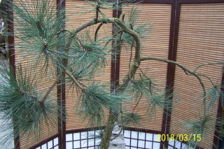 Pine Pendula veľké visiace kužele iná terasa
