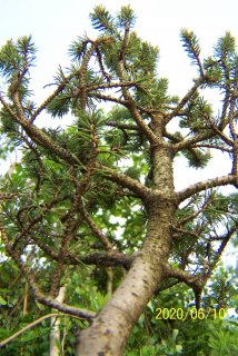 Borovica vietnamský smrek cypress fir jałowiec inak
