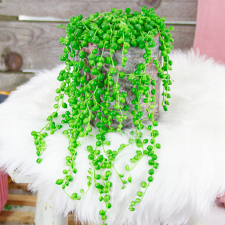 Hviezda Senecio Seedling Cord of Pearls Beautiful, Big!
