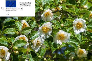 Camellian Stevitation - Stewartia Pseudocamellia