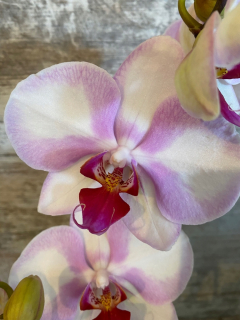 Živá orchidea jmp 50cm 2 pedy burguje jedinečné