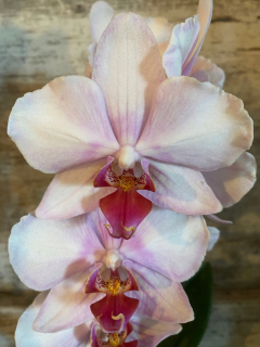 Živá orchidea JMP 60xm 2 Natáča jedinečné Bruggy