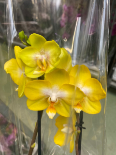 Živá orchidea jmp multiflora 2 pedy jedinečný Arezzo