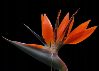Strelitzia Reginae Strelicja Królewska rajský vták