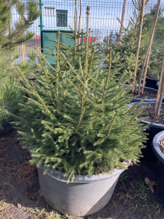 Kaukazská výška smreka orientalis 80 cm 65 l vianočný stromček