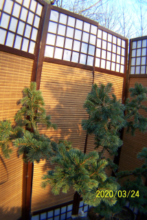 Smrek Lux Bonsai vakcinácia šírenia vzorky
