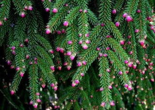 Kaukazský smrek picea orientalis v črepníku