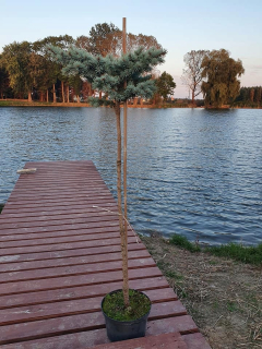 Glauca Globosa pichľoval smrek na kufri 110 cm