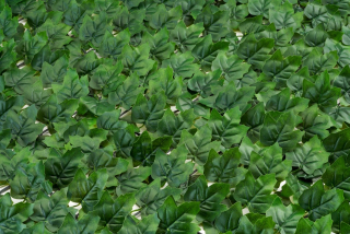 Pletivo, sieť - Umelý živý plot 1,5x2,4 plot a balkón pokryje silné husté lístie