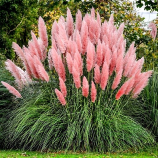 Pampas Grass Pink Novinka