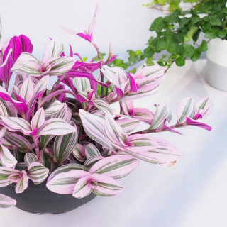 Tradescantia Tradescantia „Nanouk“ kompozícia xxxl