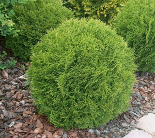 Thuja Thuja Thuja sférická hustá guľa hrnca