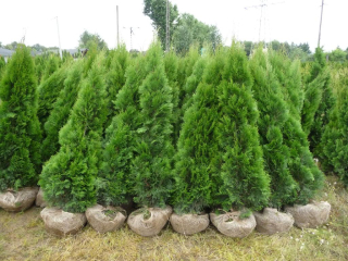 Thuja Emerald-25 cm! V hrnci !!-2 PN/PCS-100 PC!