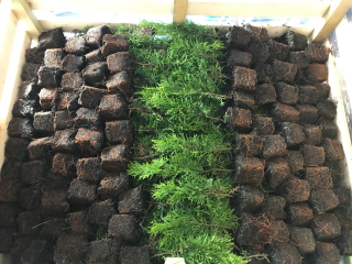 Thuja Emerald Thuja Smaragd P9 500ks-1 PCS/3 Pln