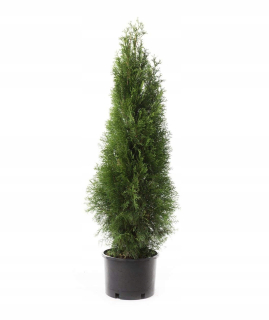 Thuja Emerald Thuja Smaragd Dense Cone v hrnci