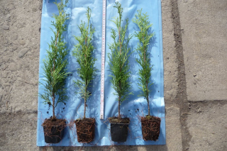 Thuja Emerald v hrnci 40 cm! --50 ks