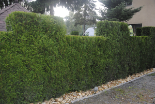 Thuja Thuja Golden Chorvátsko 300 ks x0,70gr