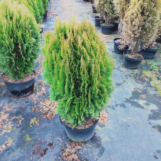 Thuj thuja eastern 'Aurea Nana'