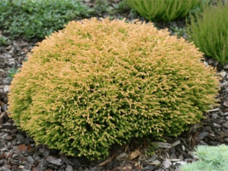 Thuja 'Golden Tuffet' Golden vankúš C3 20-25 cm