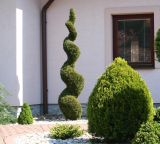 Thuja Emerald Green Spiral Tuja 110-130 cm C5