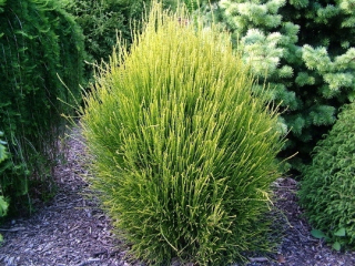 Thuja Franky Boy Giant C2 C2