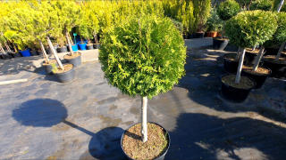 Thuja Tuja Brabant sa vytvoril na kufri