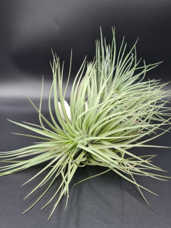 Tillandsia Houston Giant Green Forma