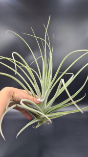Tillandsia Stakhk hrubý list tvoria veľké zapletenie