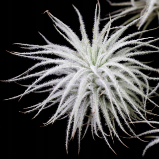 Tillandsia tectorum -