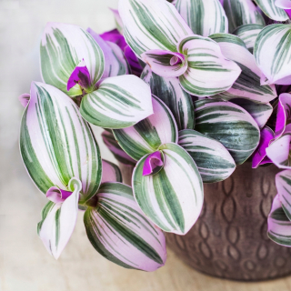Tradescantia 'Nanouk' Tri -Colored trikrát veľký l