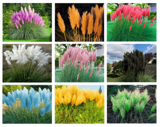 Pampas Grass Set 9 odrôd. Plant pl.
